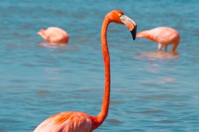 Full Day Tour to Coloradas & Rio Lagartos - Understanding the Value