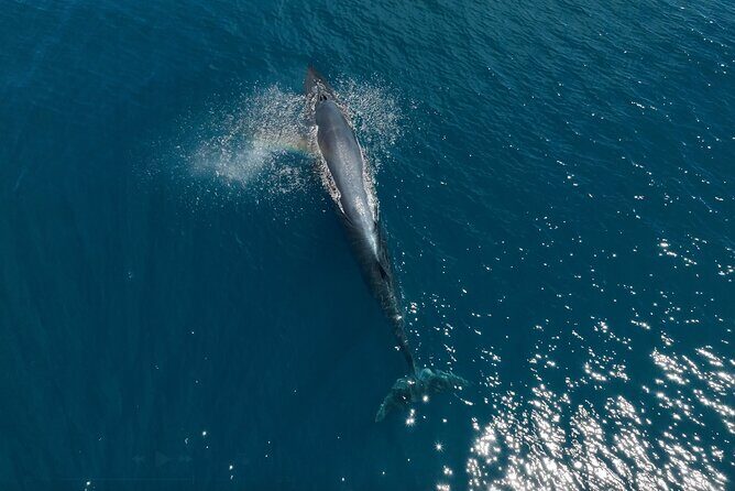 Full Day Wildlife Expedition in the Sea of Cortez - The Sum Up