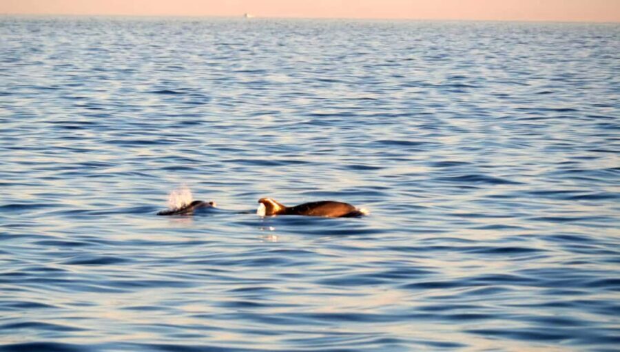 Funtana: Dolphin safari, drinks included - The Experience Providers and Reviews  