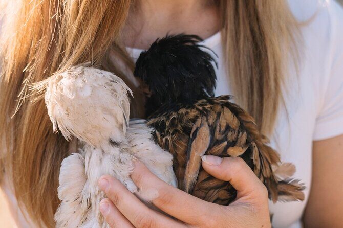 Gallura Picnic in the Farm with Animals - Analyzing the Experiences Value