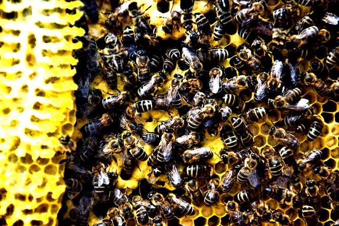 Give Bees a chance! - Practical Details and Value  
