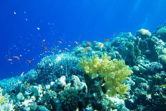 Gorgeous Contoy Adventure! Round Transportation from Cancun & Riviera Maya - Authentic Experiences and Authenticity