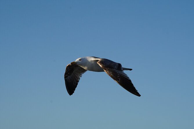Gran Canaria Sunset Dolphin Watching Activity - Snacks, Drinks, and Conservation