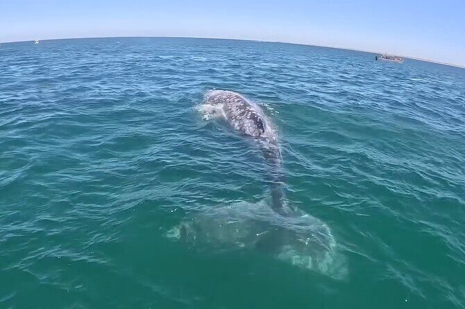Gray Whale Tour Private Group from La Paz Limited to 8 - Who Will Love This Tour?