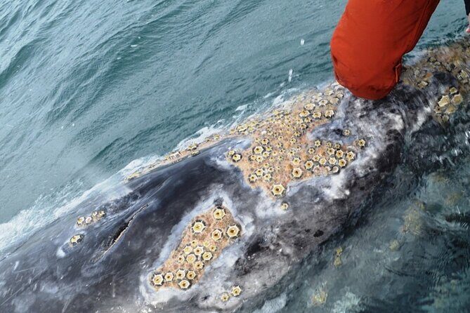 Gray Whale Watching in Bahia Magdalena - FAQ