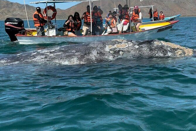 Gray Whale watching in Magdalena Bay From Los Cabos - Fine Points of Value and Practicality
