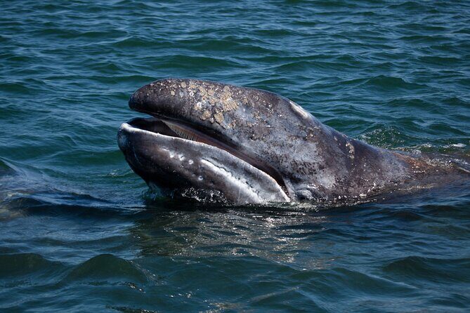 Gray Whales Watching in Magdalena Bay - The Experience in Detail