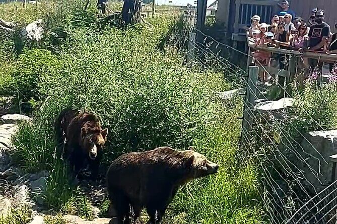 Grouse Hike and Capilano Bridge - The Capilano Suspension Bridge Adventure