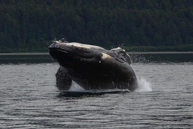 Guaranteed Whale Watching Adventure - Why This Tour Stands Out