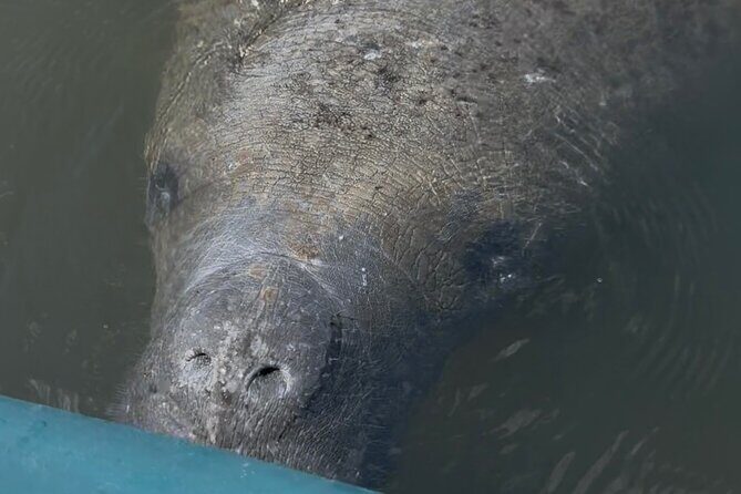 Guided Kayak Experience at EG Simmons Park - The Experience Itself: What You’ll See and Feel