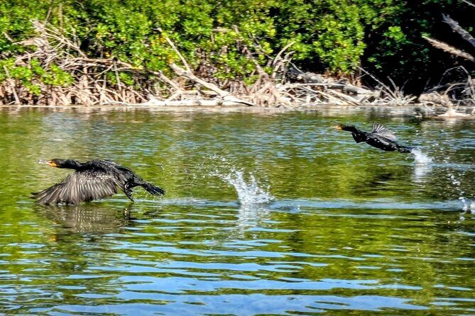 Guided Mangrove Eco Tours Kayak or Paddleboard Adventure - Authenticity and Customer Satisfaction