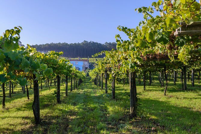 Guided tour of Bodegas Granbazán - The Sum Up