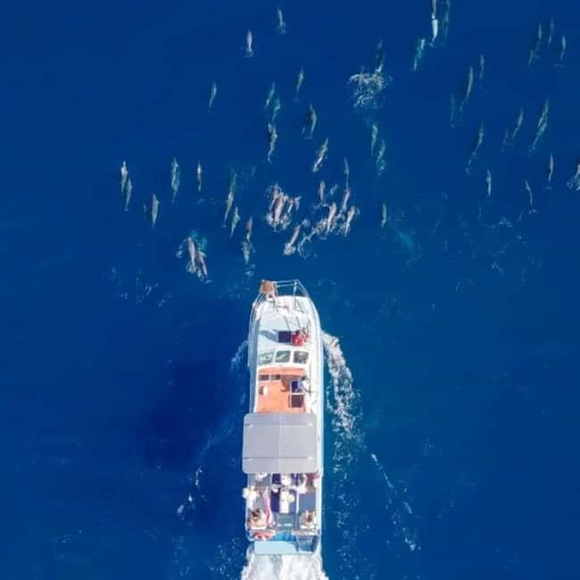 Haleiwa: North Shore Whale Watching Tour by Catamaran - Price and Value