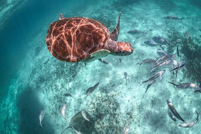 Half a Day Snorkeling with Sea Turtles Encounter and Free time - What We Love About This Tour