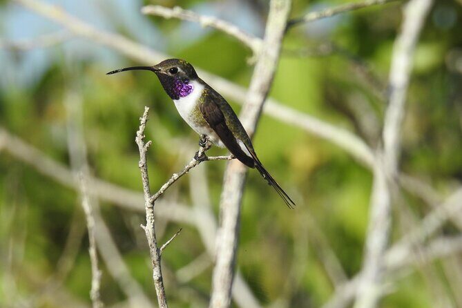 Half-Day Birdwatching Puerto Morelos - Why You’ll Love This Tour
