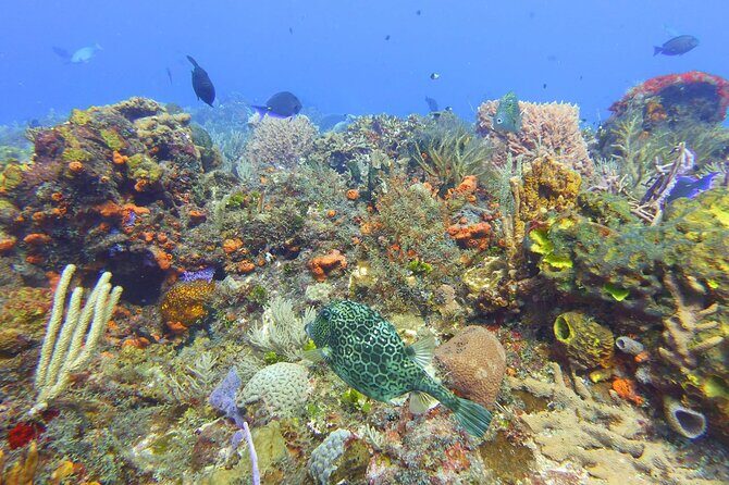 Half Day Dive Trip to the Cozumel reef - An In-Depth Look at the Experience