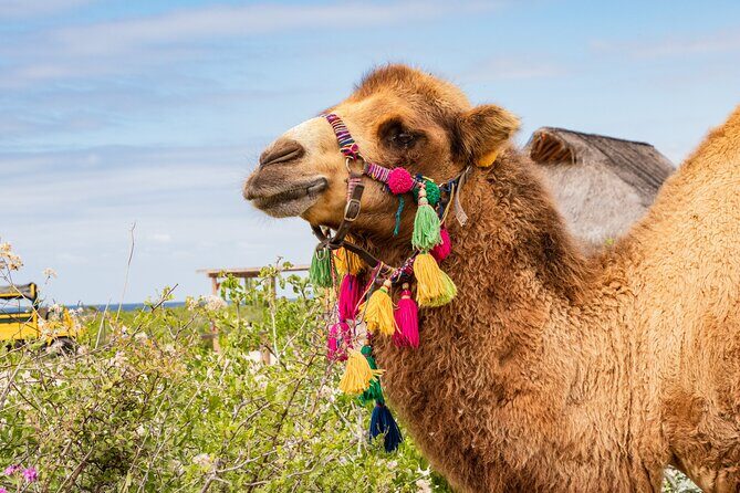 Half Day Guided Camel Safari in Cabo San Lucas - The Scenic Route: From the Van to Tierra Sagrada Ranch