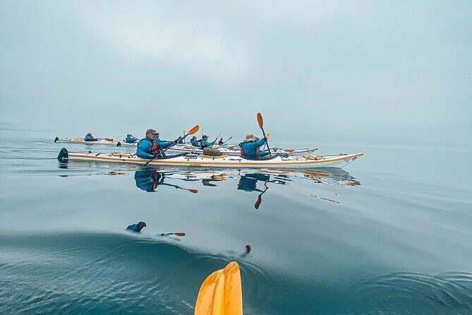 Half-Day Guided Sea Kayaking Adventure in Telegraph Cove - The Value of This Tour