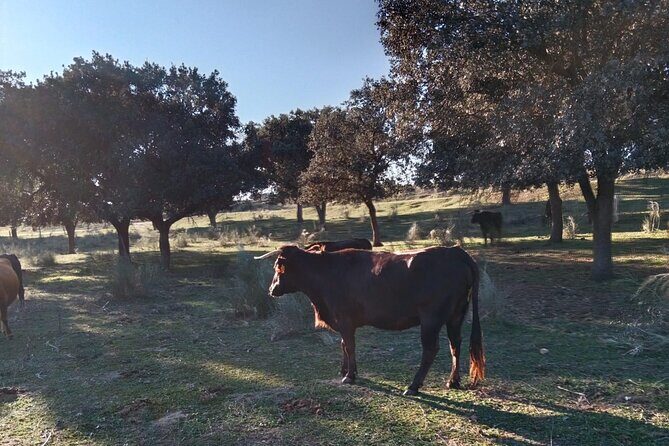 Half-Day Guided Tour to a bull farm in Madrid - The Sum Up
