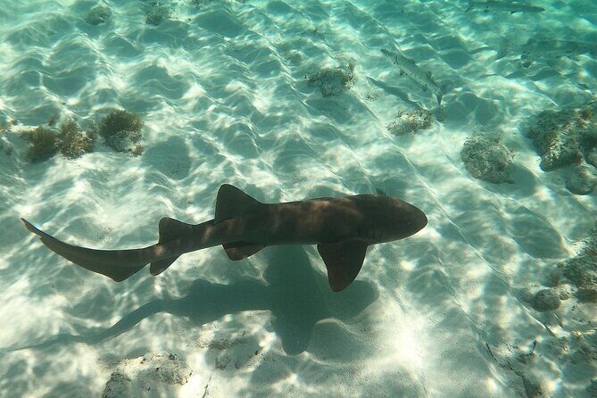 Half Day Private Tour to Islamorada Alligator Reef and Sandbar - Practical Tips for Travelers