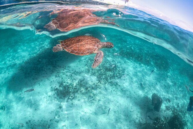 Half Day Tour: Turtles Encounter in Akumal Beach - The Logistics: Timing and Group Size