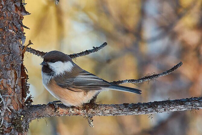 Half day Wildlife and Nature Photography - The Itinerary: What to Expect from Start to Finish