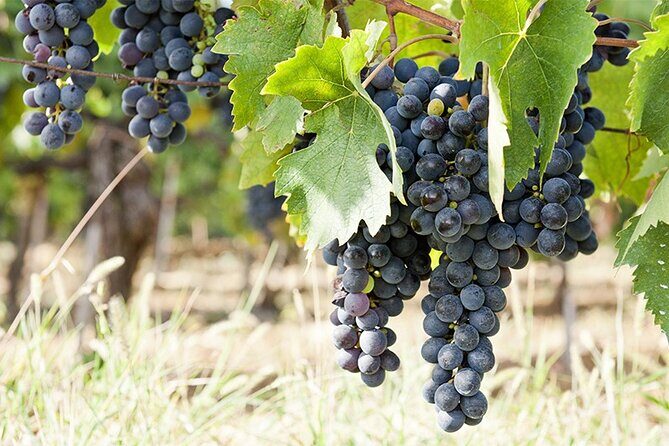 Half Guided e-bike tour with lunch break - Final Thoughts