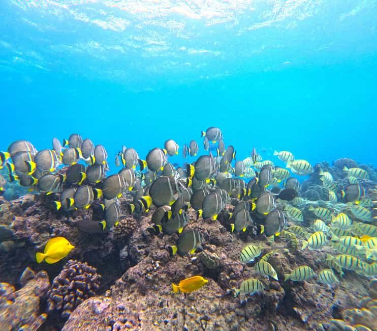 Hanauma Bay Guided Snorkel Tour with guaranteed entrance - FAQ
