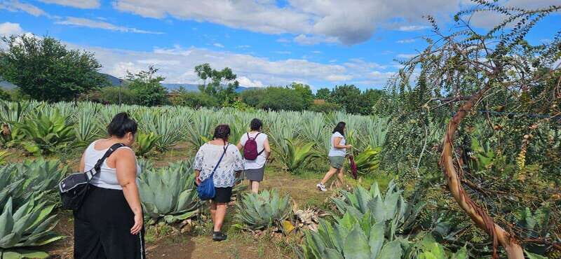 Hierve el agua: A Day of Adventure, Culture, and Flavor - Breakfast with a Family: A Taste of Oaxacan Hospitality