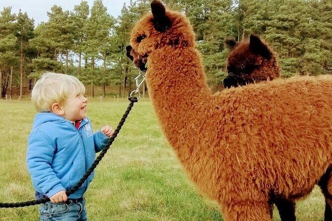 Highland Cows, Walk Alpacas & Visit a Scottish Wildlife Centre - What Makes This Tour Special?