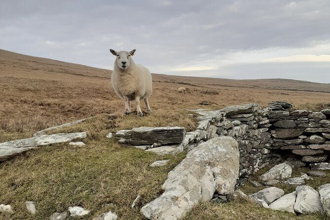 Historical Walking Tours in Valentia and the Skellig Region - Final Thoughts: Who Will Love This Tour?