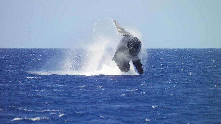 Honolulu: Whale Watching Cruise with Breakfast - Whale Sightings — The Main Event