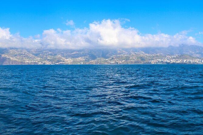 Hop-on Hop-off Bus Tour and Catamaran Whale & Dolphin Watching - How This Tour Fits Different Travel Styles