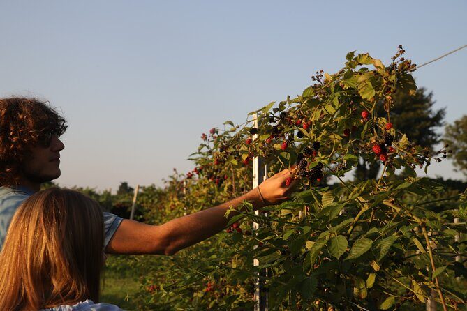 Horse Carriage Tour and Wine Tasting in Lazise - Final Thoughts: Who Will Love This?