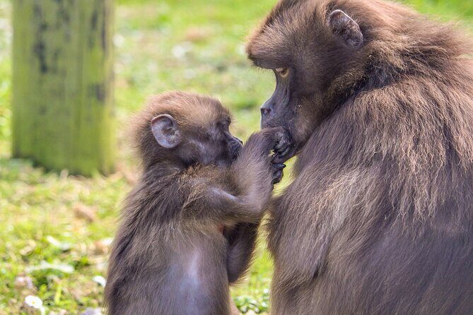 Howletts Day Ticket - Who Will Love This Experience?