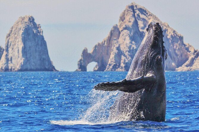 Humpback Whale Watching and Cabo San Lucas Arch Tour - What Travelers Are Saying