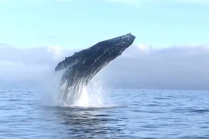 Humpback Whale Watching Private Tour - Analyzing the Cost and Value