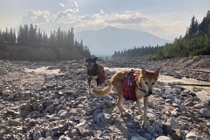 Husky Hike and Forest Adventure - Walking a Sled Dog: What Does It Feel Like?