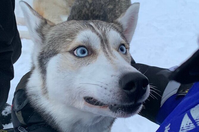 Husky Safari from Levi 2 KM or 5 KM with Husky Sledge Ride - Detailed Itinerary Breakdown