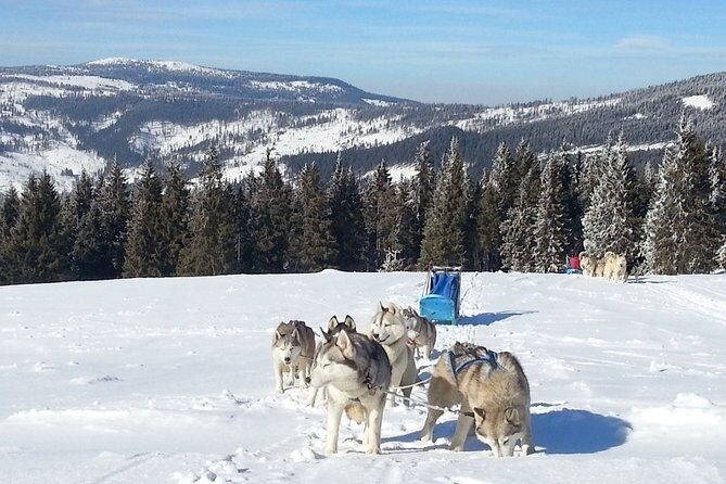 Husky Sleigh Rides experience - Who Should Consider This Tour?