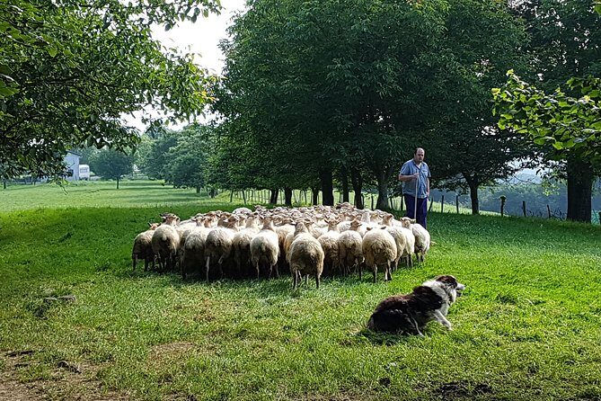 Idiazabal Cheese Farm and Basque Cider House Lunch from San Sebastian - Practical Details and Tips  