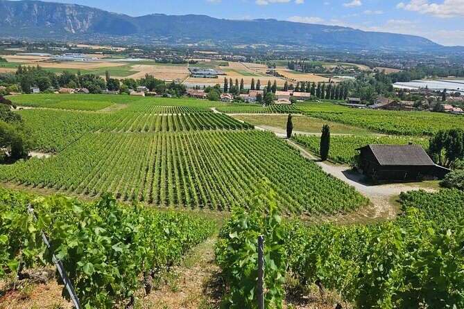 Immersion in the Geneva vineyards by tuktuk with tasting - Transportation & Comfort