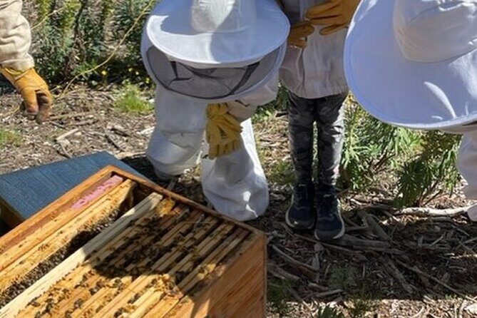 Immersion in the Life of a Hive and its Sacred Bees - Practical Tips and Considerations