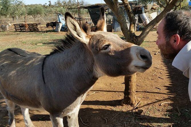 Inspirational Nature Walking Tour with Donkeys in The Hague - Final Thoughts