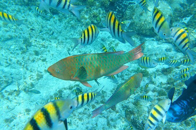 Isla Mujeres Basic Tour in Catamaran with Snorkel and Open Bar - Authentic Experiences and Practical Details