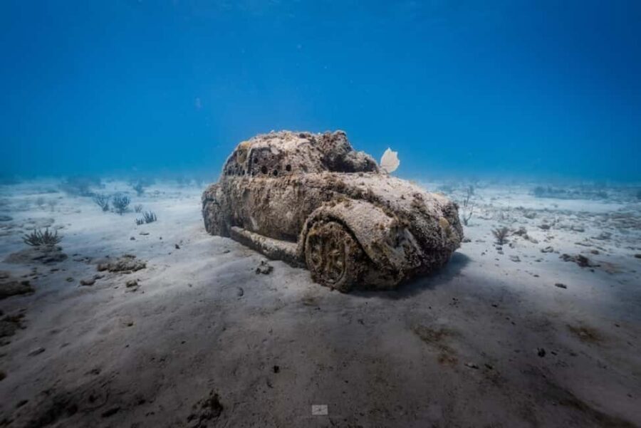 Isla Mujeres - MUSA and the Manchones Reef - Snorkel - The Details That Matter