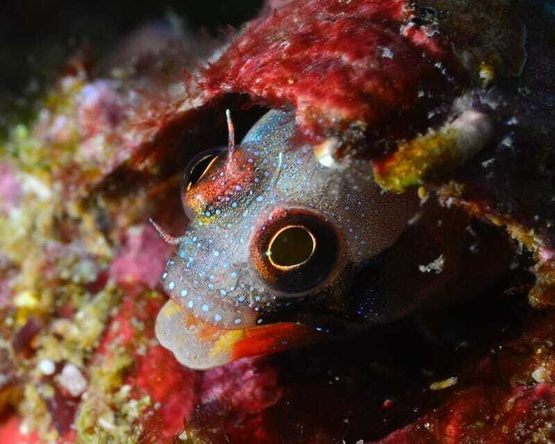 Ixtapa: Nighttime Underwater Exploration at Piedra Solitaria - Practical Tips