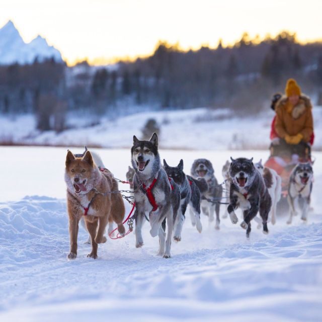 Jackson Hole: Dogsledding Tour with Hot Chocolate - The Journey: What to Expect