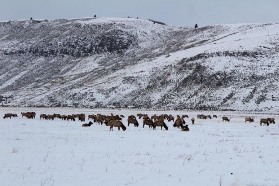 Jackson Hole: National Elk Refuge Sleigh Ride - The Practicalities: Cost, Comfort, and Conservation