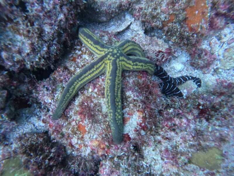 Jalisco: Scuba Diving at Los Arcos for Certified Divers - Practical Considerations